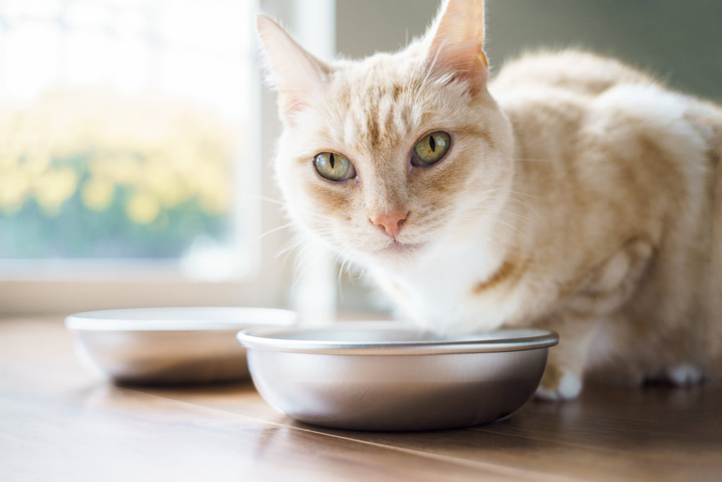 Stainless Steel Cat Bowls product image 8