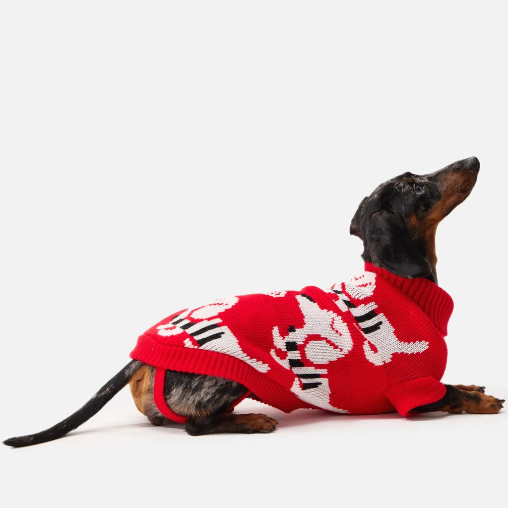 Mini dachshund lying down in a knit dachshund sweater