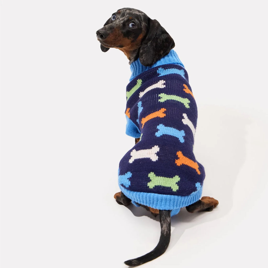 Standing mini dachshund wearing a knit dachshund sweater