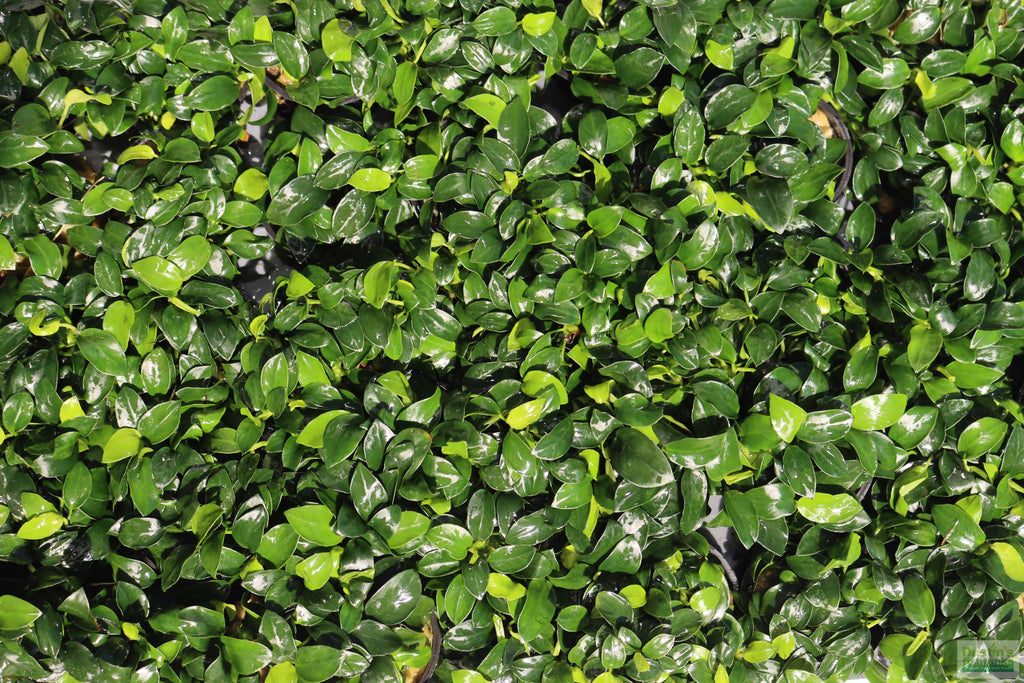 Live Anubias Nana Petite Aquarium Plant product image 31