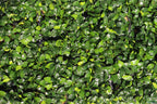 Live Anubias Nana Petite Aquarium Plant product image 31