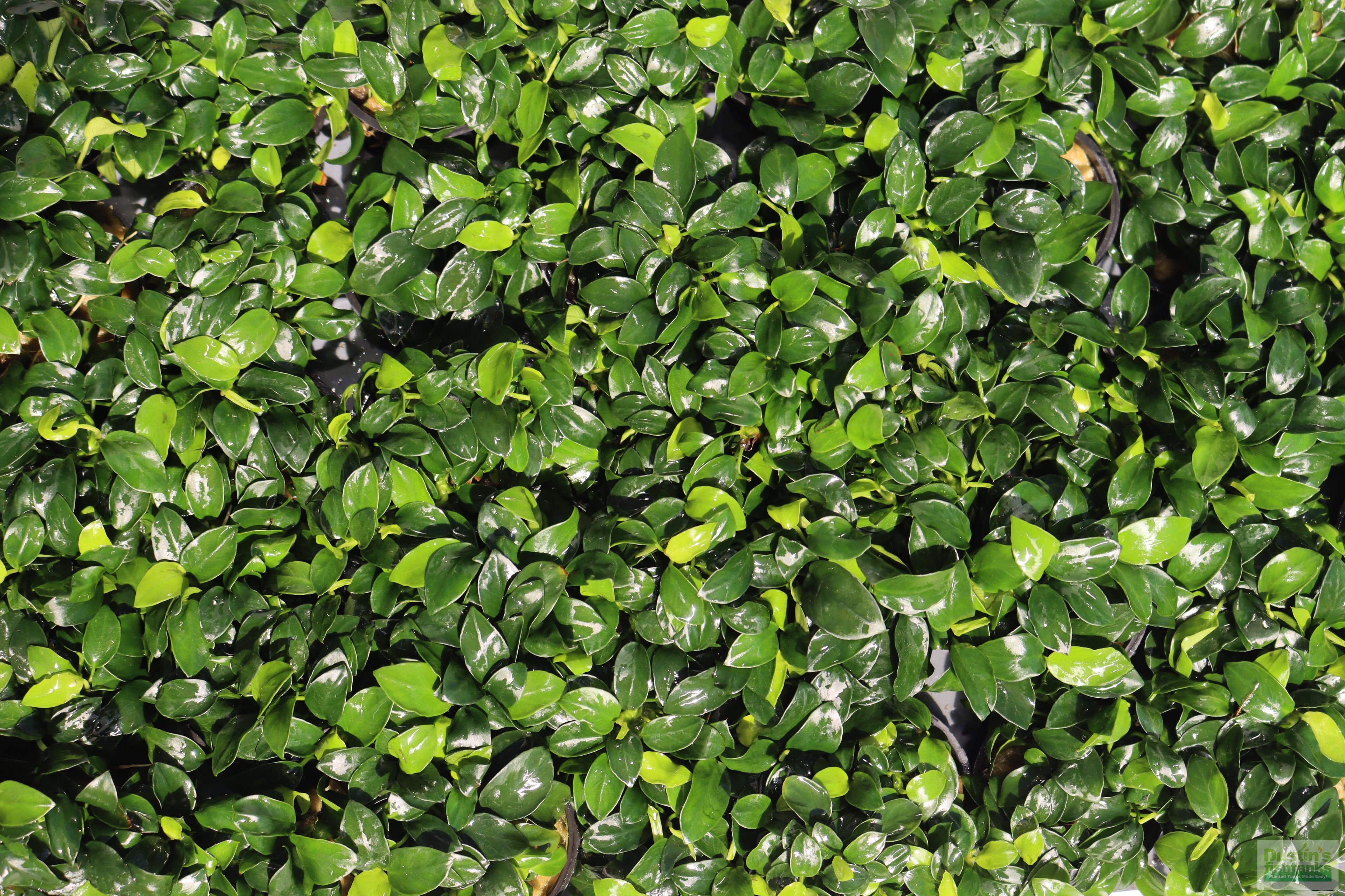Live Anubias Nana Petite Aquarium Plant product image 31