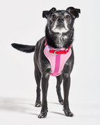Cushioned No-Pull Dog Harness product image 2