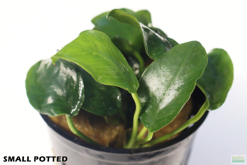 Live Anubias Nana Petite Aquarium Plant product image 12