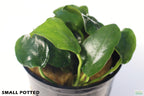 Live Anubias Nana Petite Aquarium Plant product image 12