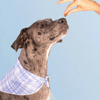 A dark brown Catahoula Leopard Dog wearing a blue, plaid bandana sniffing up at a multivitamin held between fingers of an offscreen person.