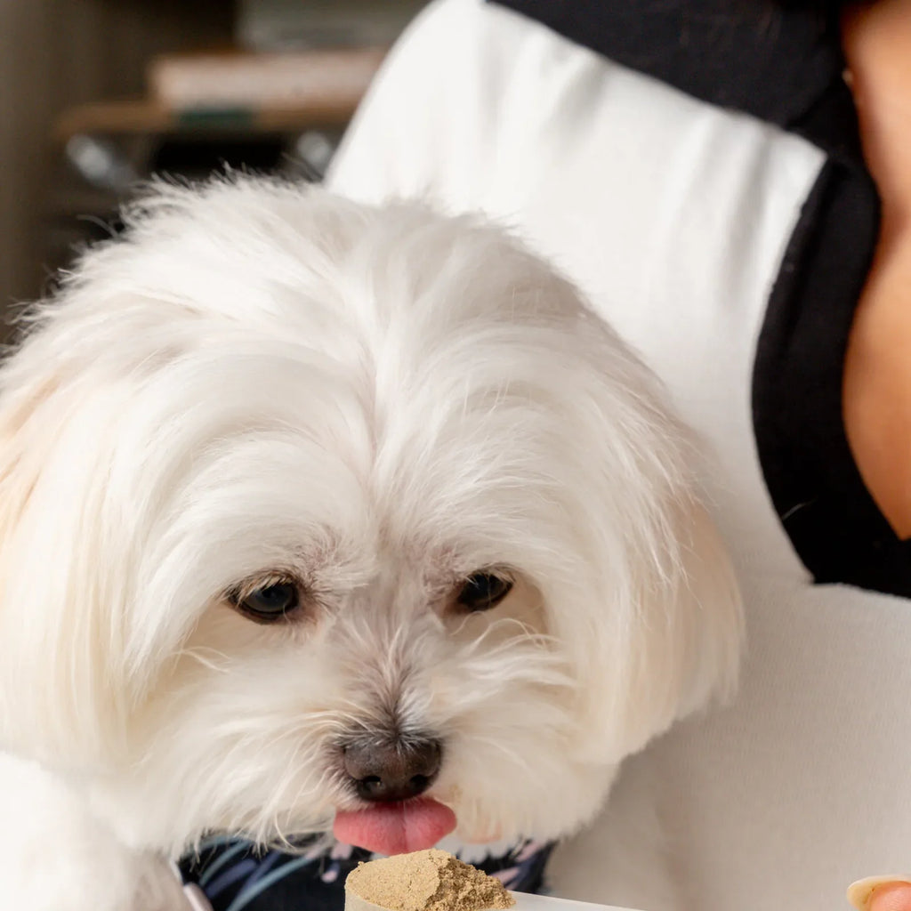 Daily Dog Superfood Powder product image 3