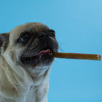 Six-Inch Odor-Free Bully Sticks product image 4