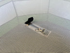 Chick Brooder product image 10