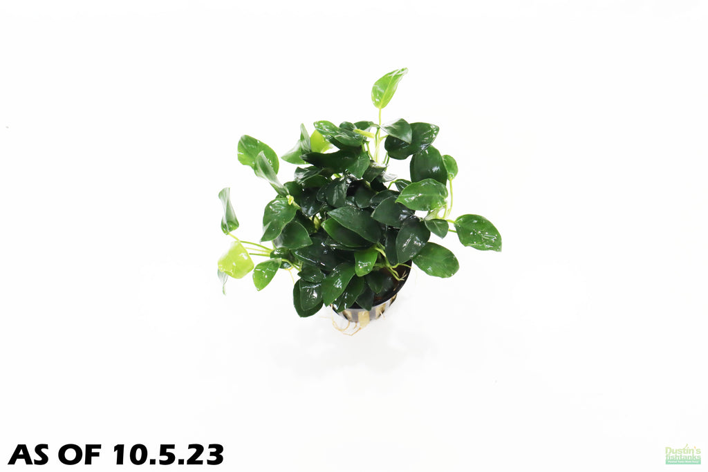Live Anubias Nana Petite Aquarium Plant product image 4