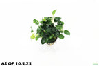 Live Anubias Nana Petite Aquarium Plant product image 4