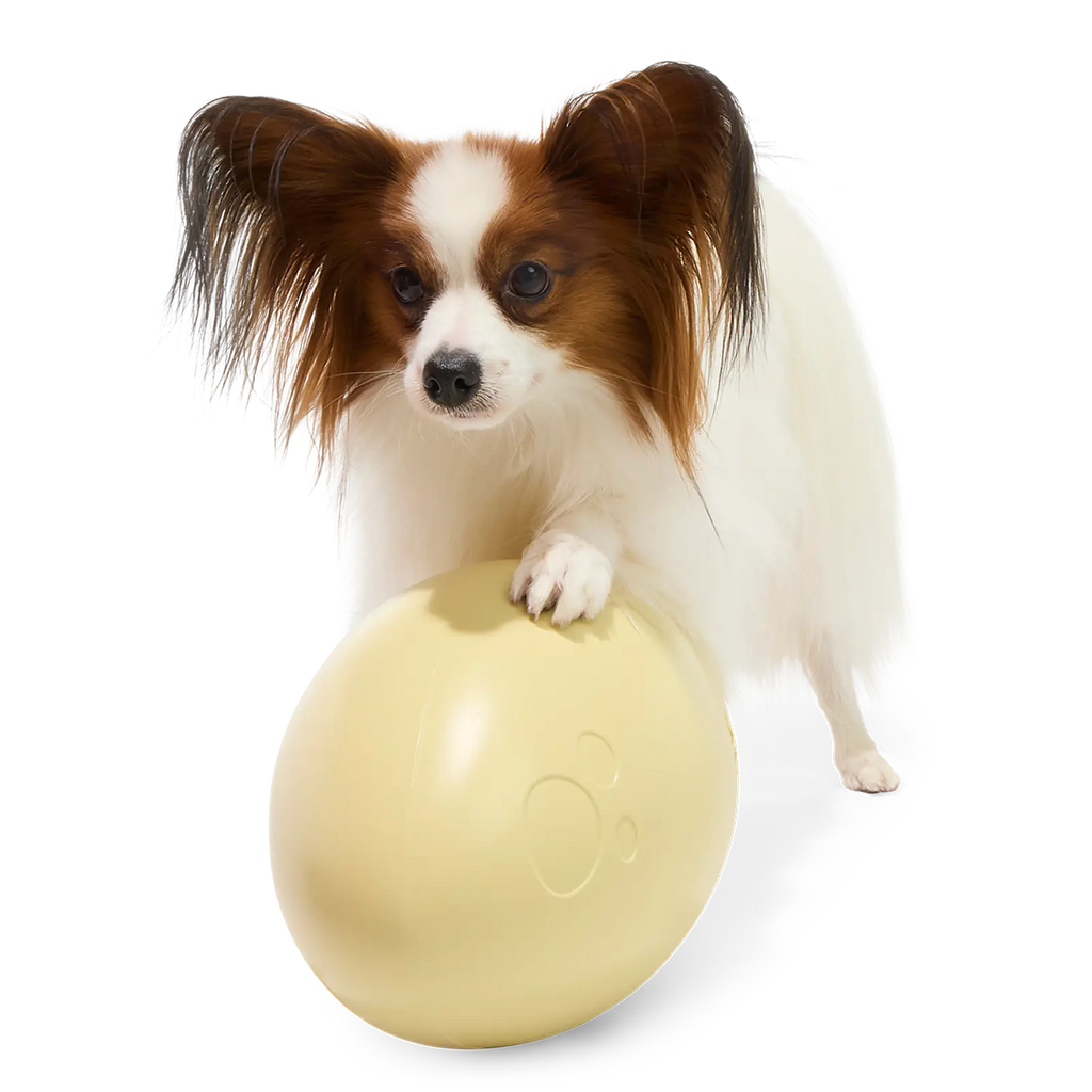 Dinosaur Egg Super Chewer Durable Extra-Large + Fetch Dog Toy product image 5