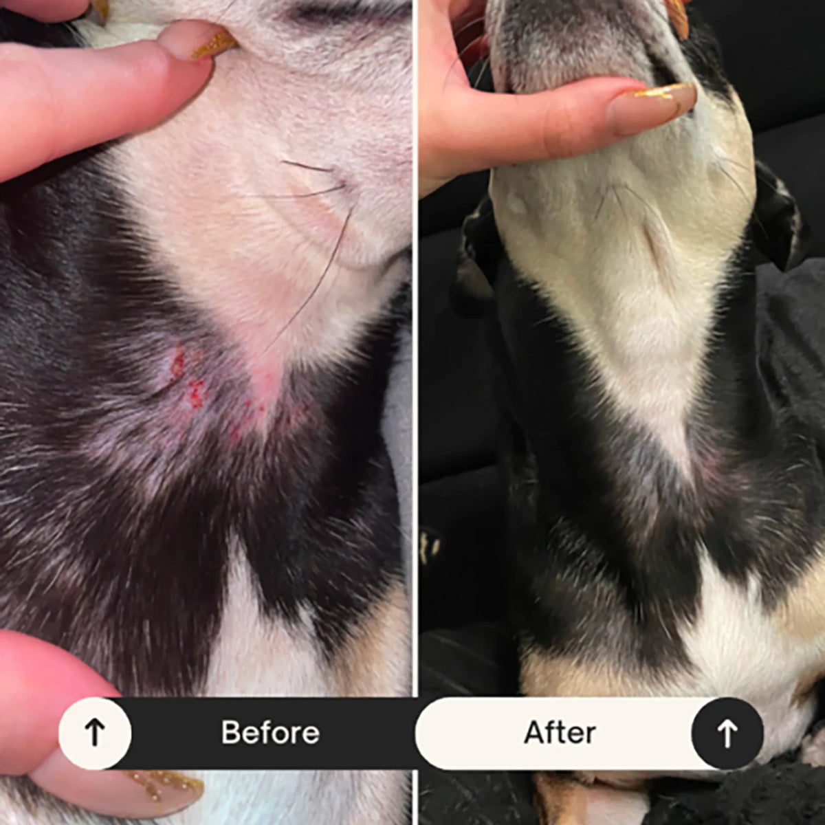 Dog Allergy Relief Soft Chews product image 4