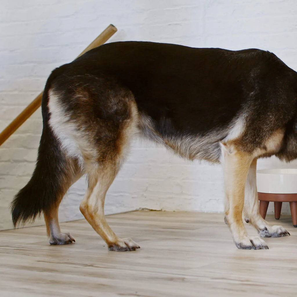 Dog food storage dispenser with mid century feeder styling, product image 31