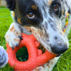 Dog Chew Toy Tough Nylon Crabby Chewer for Power Chewers, Textured Grip and Open Center for Focused Sessions