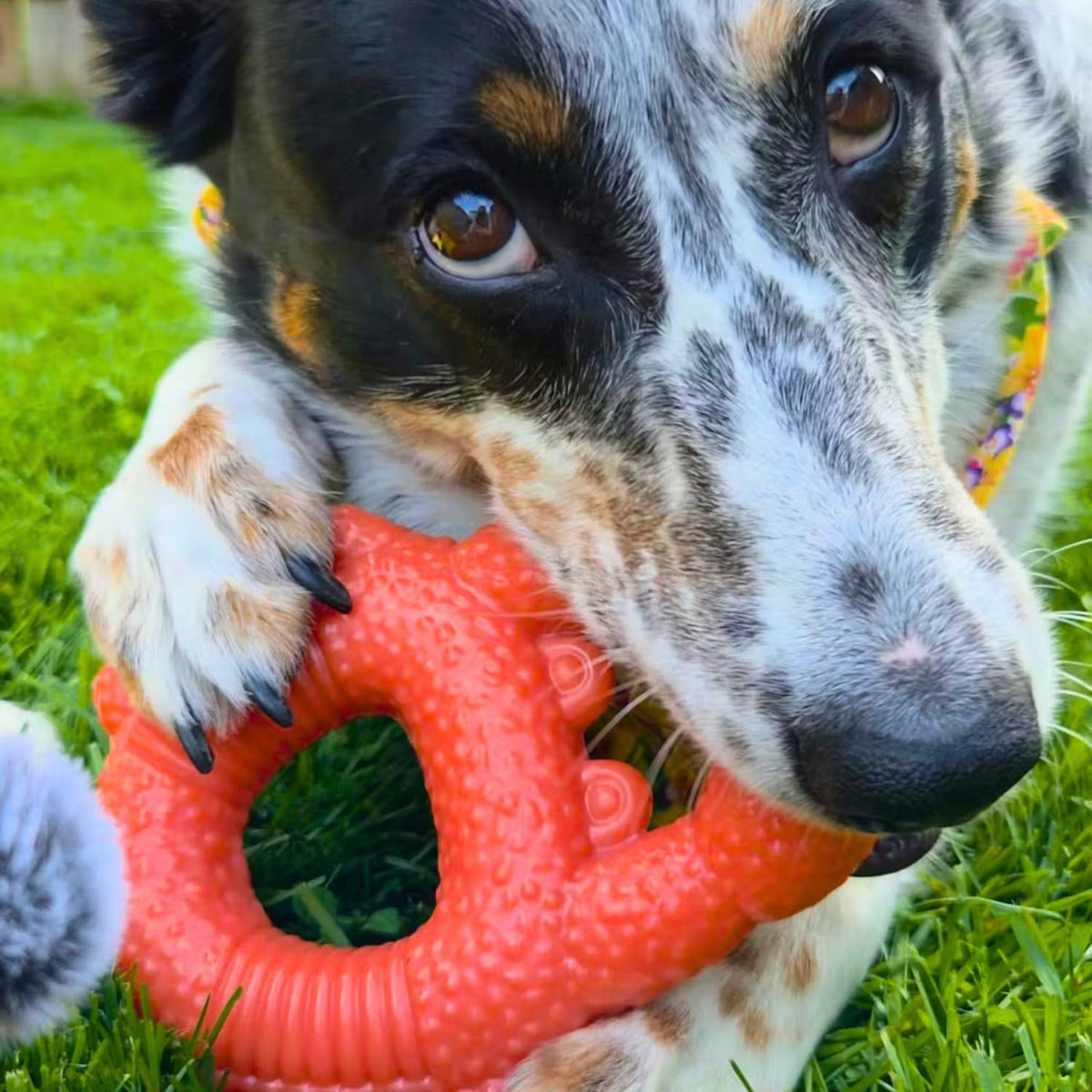 Dog Chew Toy Tough Nylon Crabby Chewer for Power Chewers, Textured Grip and Open Center for Focused Sessions