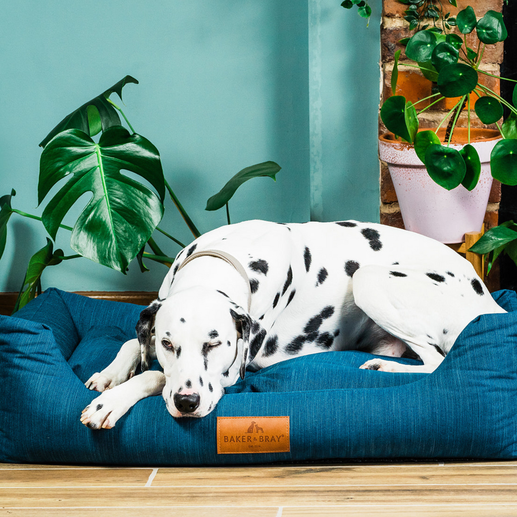 Orthopaedic Memory Foam Dog Bed product image 9
