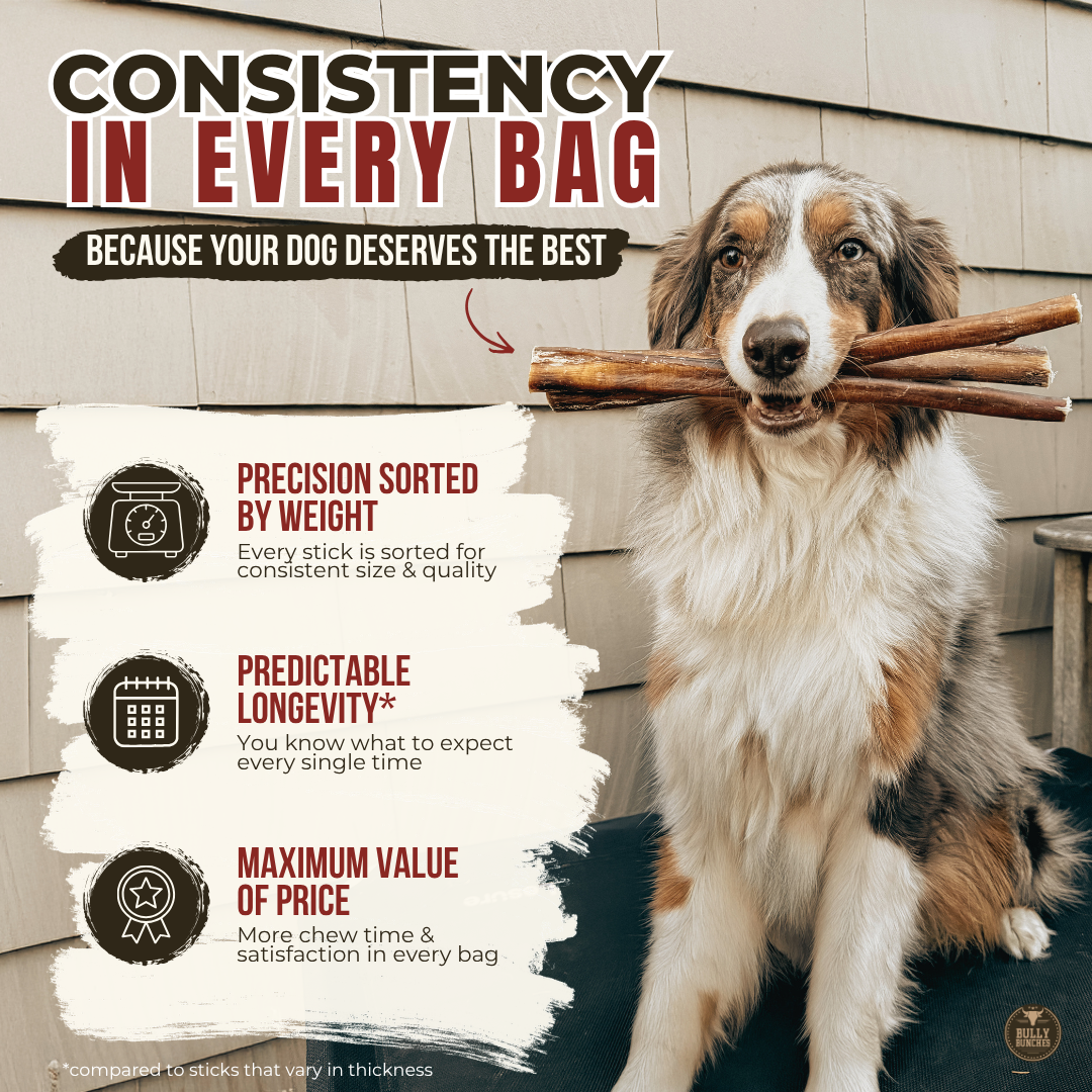 Braided Bully Stick Dog Chew product image 7