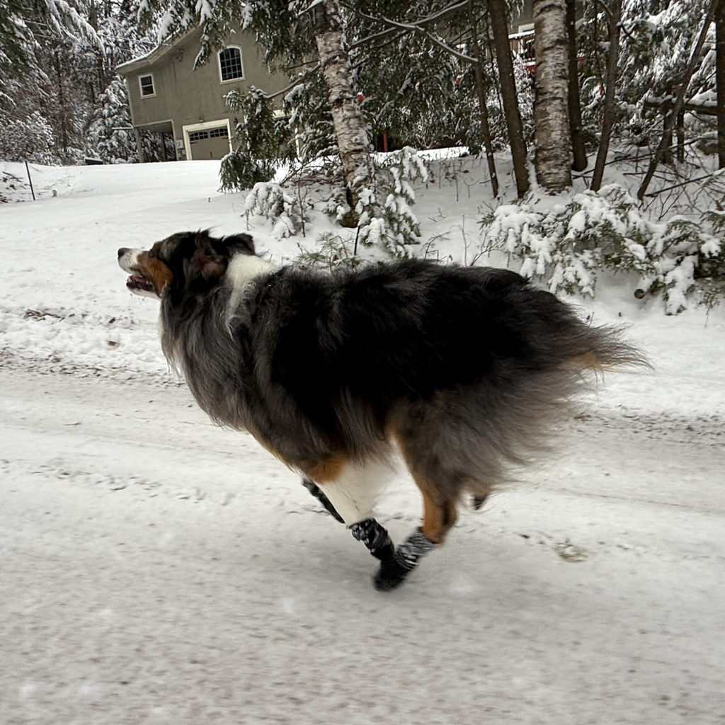 Water-Resistant Winter Dog Boots product image 6