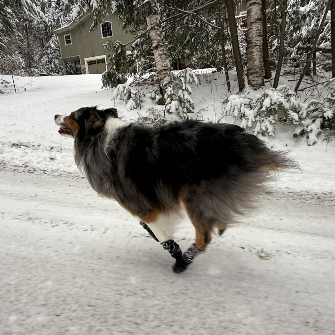 Water-Resistant Winter Dog Boots product image 6