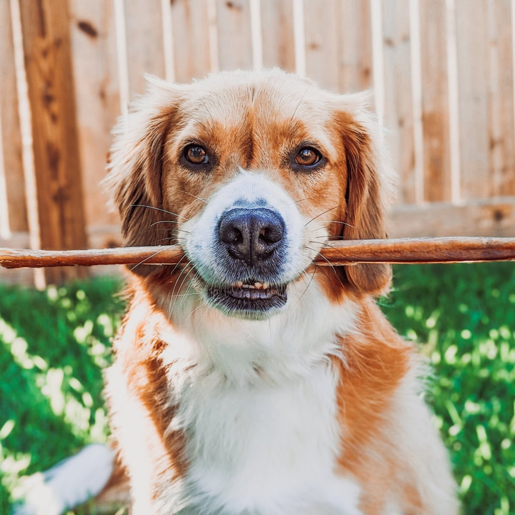 12-Inch Thick Odor-Free Bully Sticks product image 6