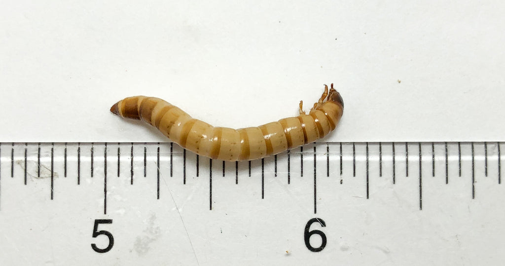 Live Superworm Feeder Insects product image 1