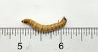Live Superworm Feeder Insects product image 1