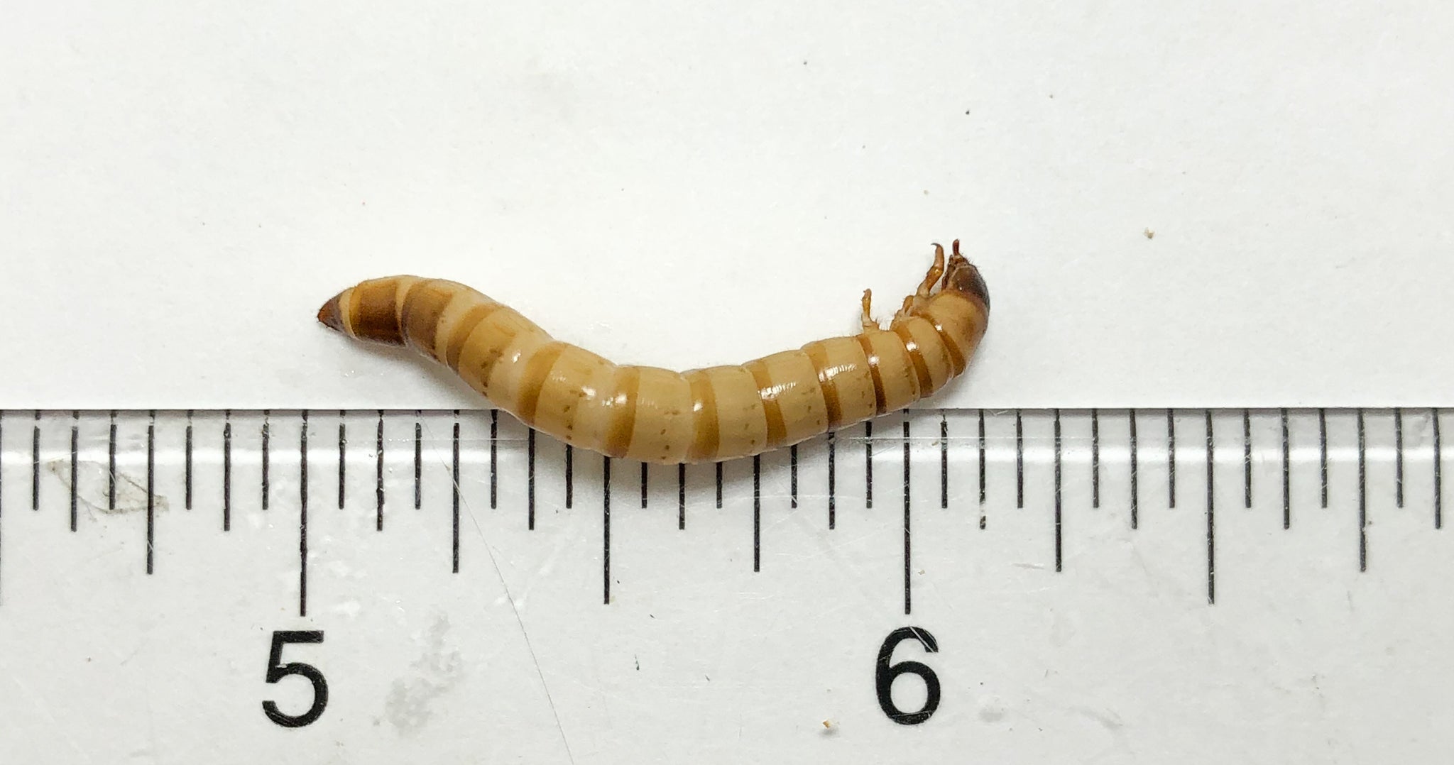 Live Superworm Feeder Insects product image 1