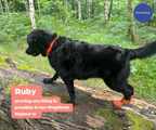 Breathable Rubber Dog Boots product image 17