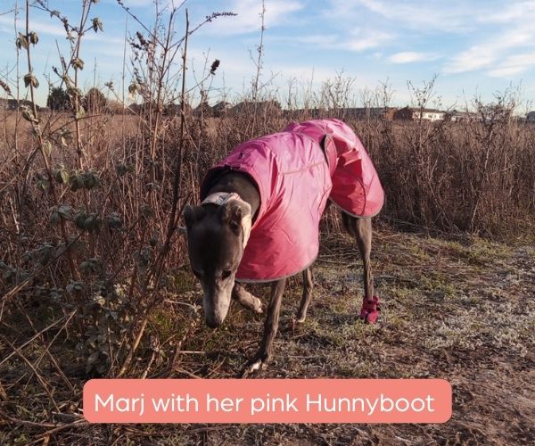 Greyhound and Whippet Dog Boots product image 18