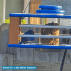 Eastern Bluebird Mealworm Feeder product image 12
