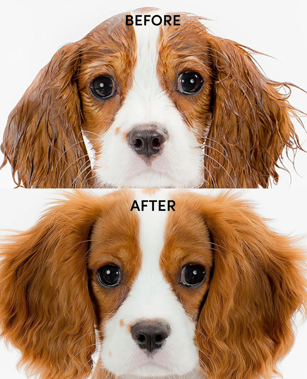 Hydrating Dog and Cat Shampoo product image 3