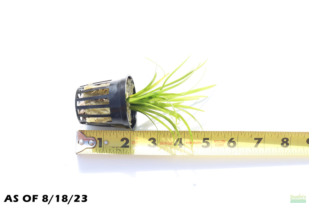 Live Dwarf Sagittaria Aquarium Plant product image 8