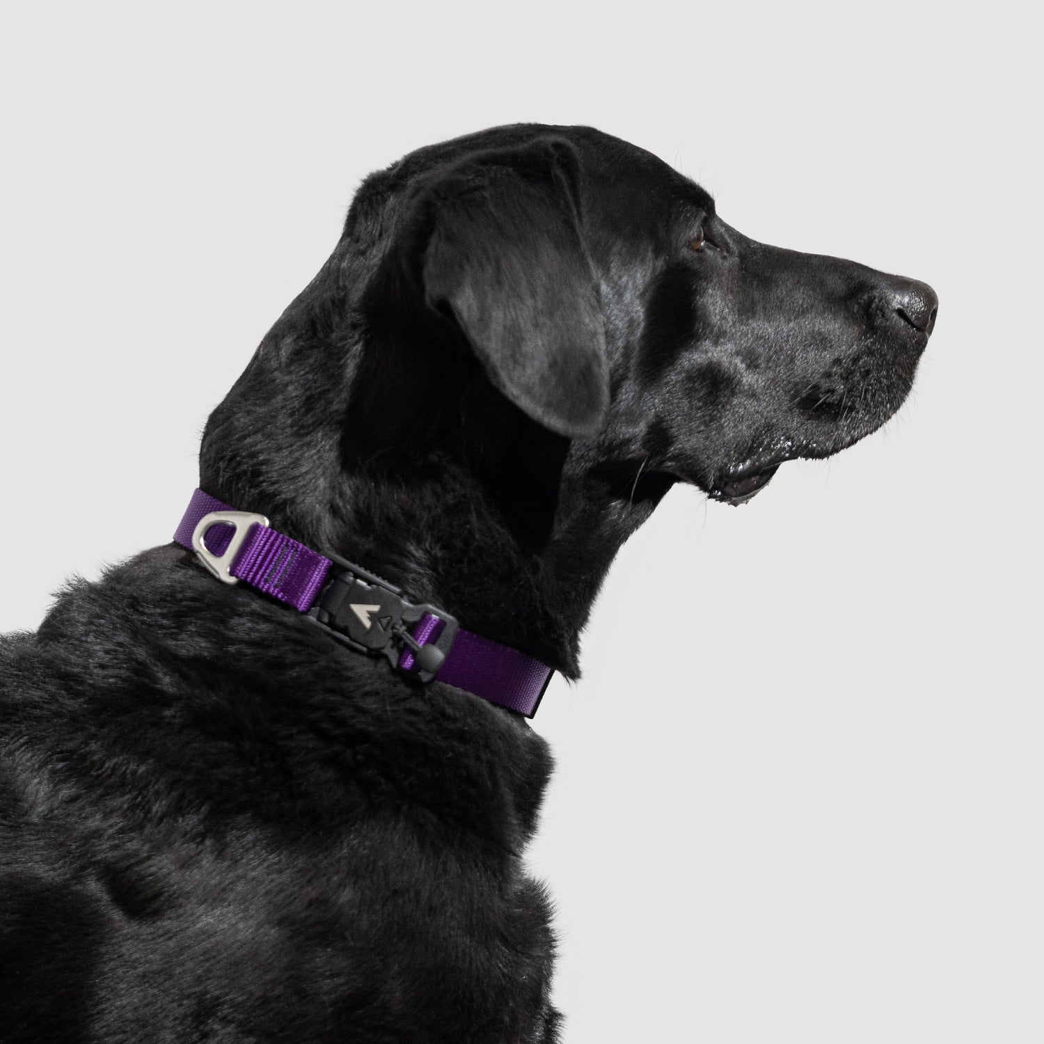 Adjustable Lightweight Dog Collar product image 10