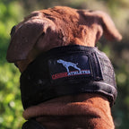 Weighted Working Dog Collar product image 8