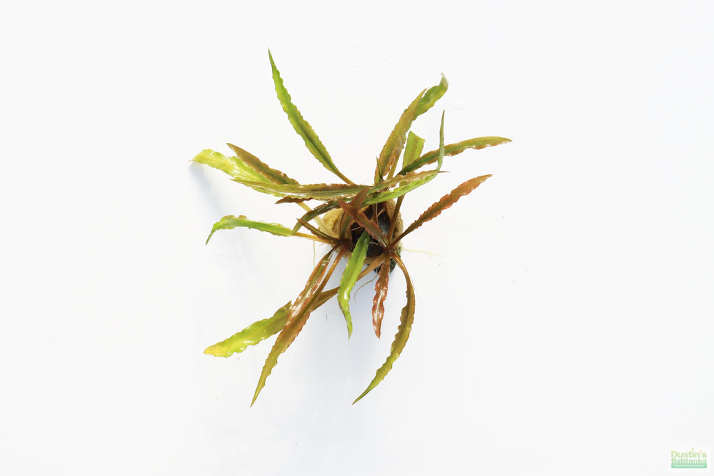 Cryptocoryne Aquarium Plant Pack product image 9