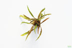 Cryptocoryne Aquarium Plant Pack product image 9