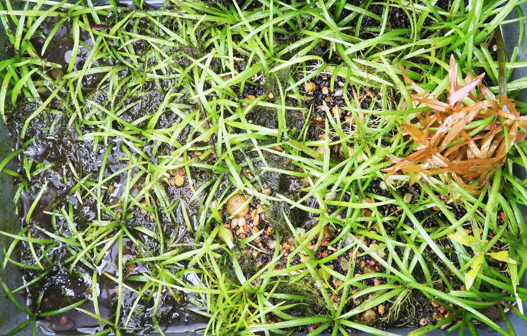 Live Dwarf Sagittaria Aquarium Plant product image 19