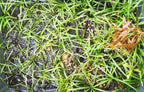 Live Dwarf Sagittaria Aquarium Plant product image 19