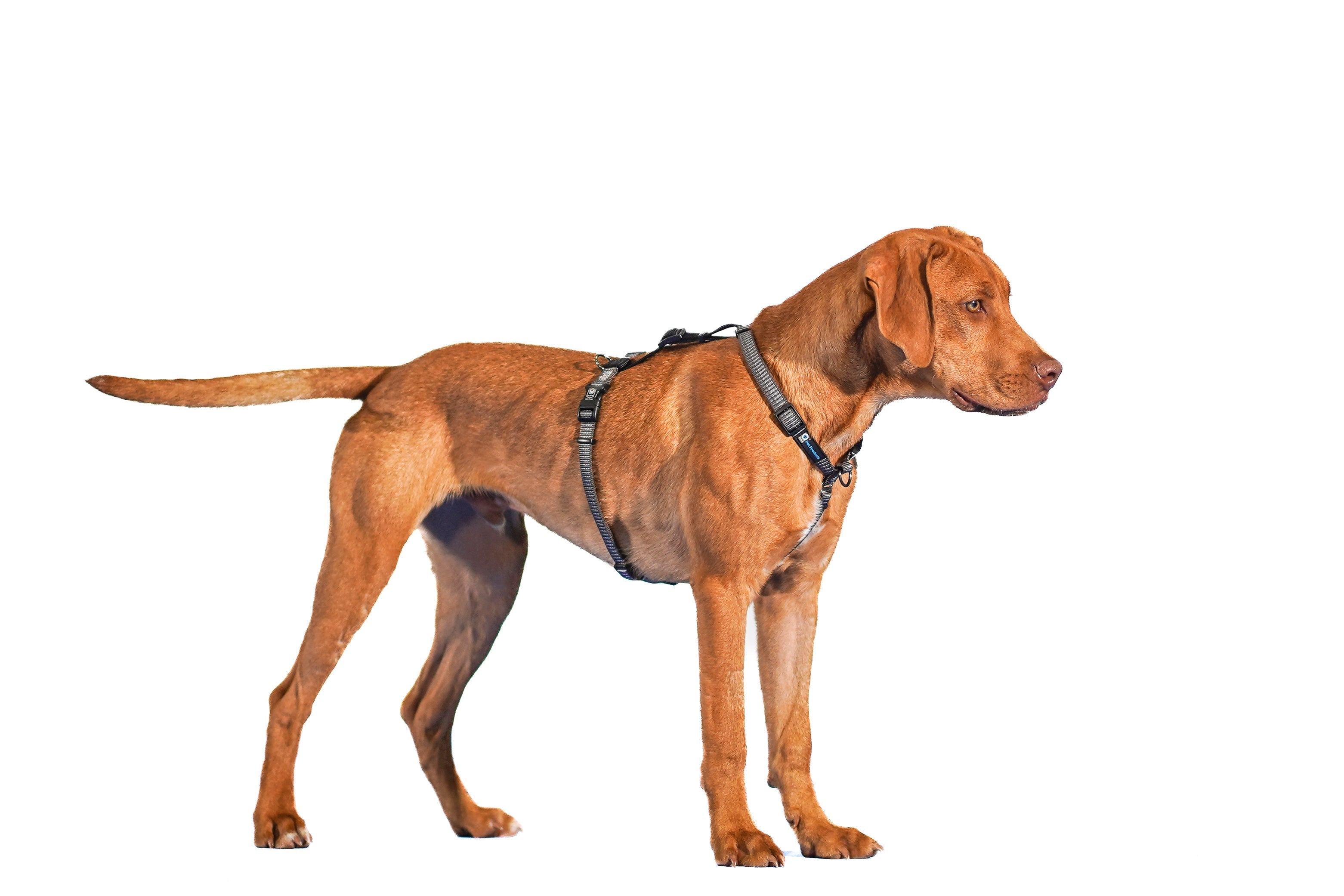 Reflective No-Pull Dog Harness product image 3