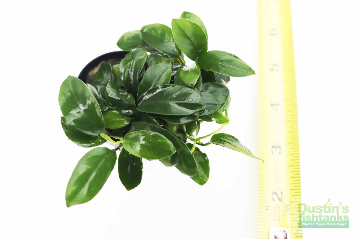 Live Anubias Nana Petite Aquarium Plant product image 45