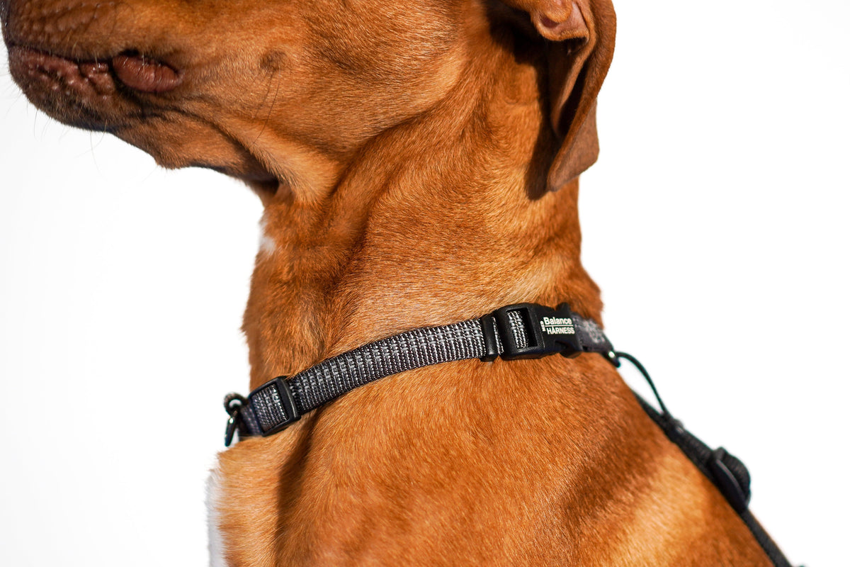 Reflective No-Pull Dog Harness product image 5