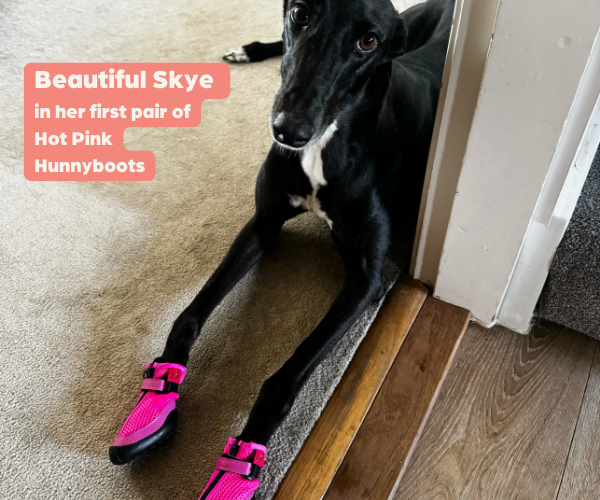 Greyhound and Whippet Dog Boots product image 20