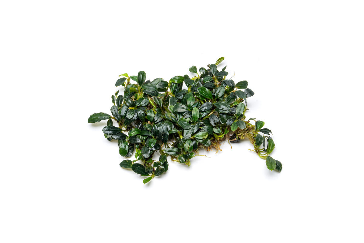 Live Bucephalandra Starter Pack product image 4
