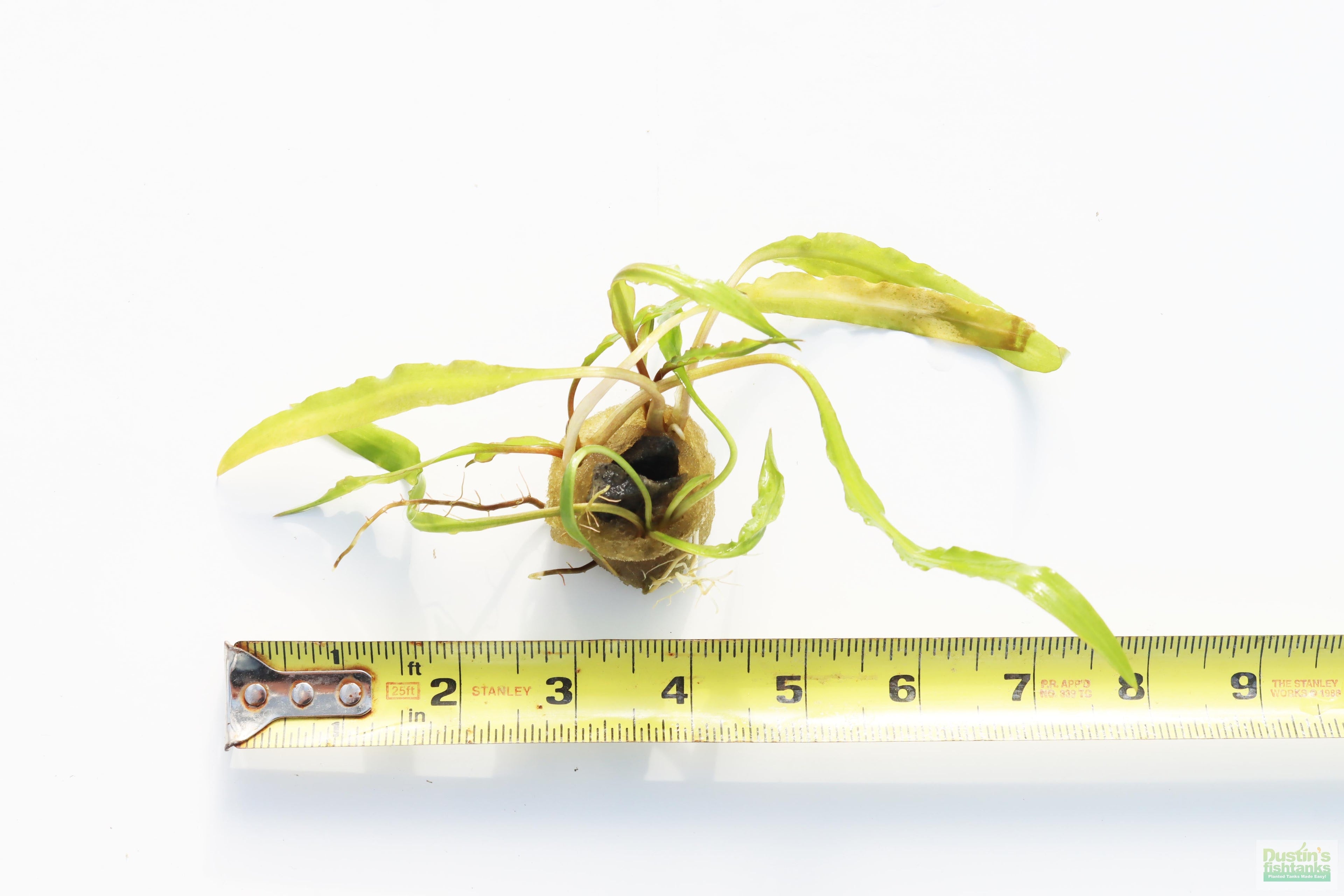 Cryptocoryne Aquarium Plant Pack product image 25