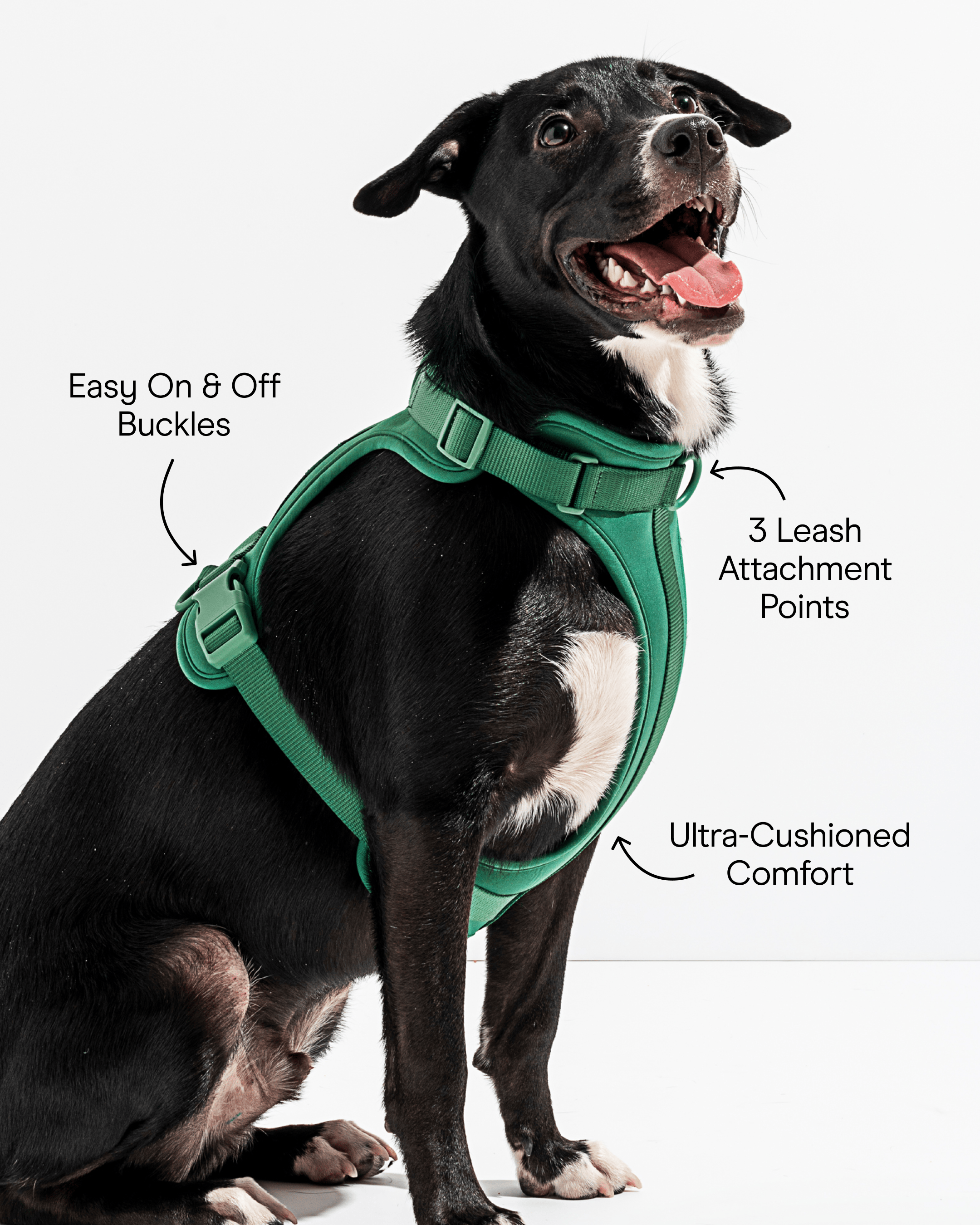 Cushioned No-Pull Dog Harness product image 14