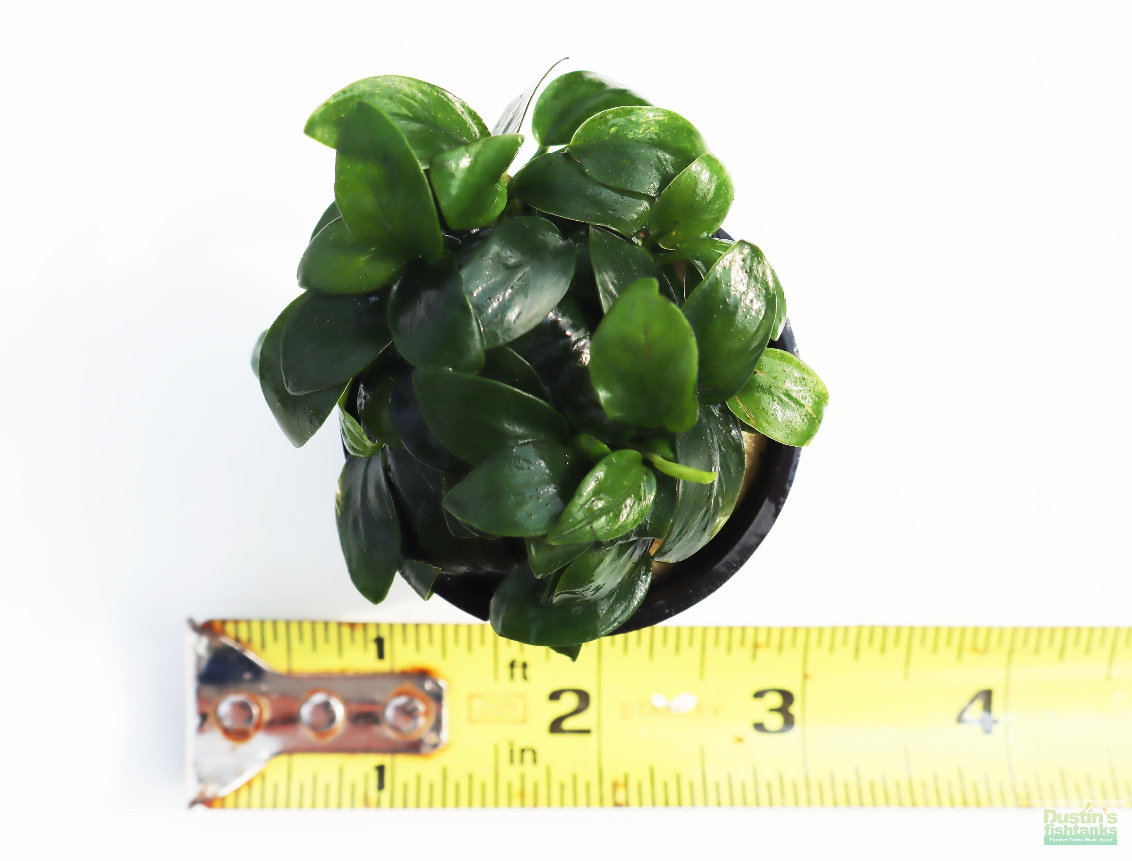 Live Anubias Nana Petite Aquarium Plant product image 34
