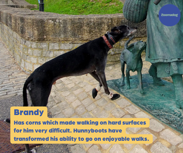 Greyhound and Whippet Dog Boots product image 47