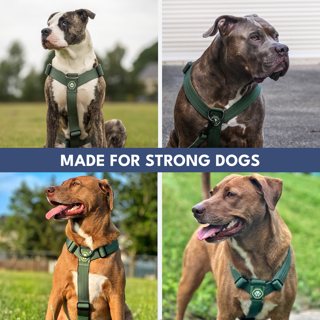 No-Pull Dog Harness Walking Set product image 34