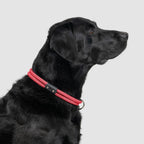 Climbing Rope Slip-On Dog Collar product image 17